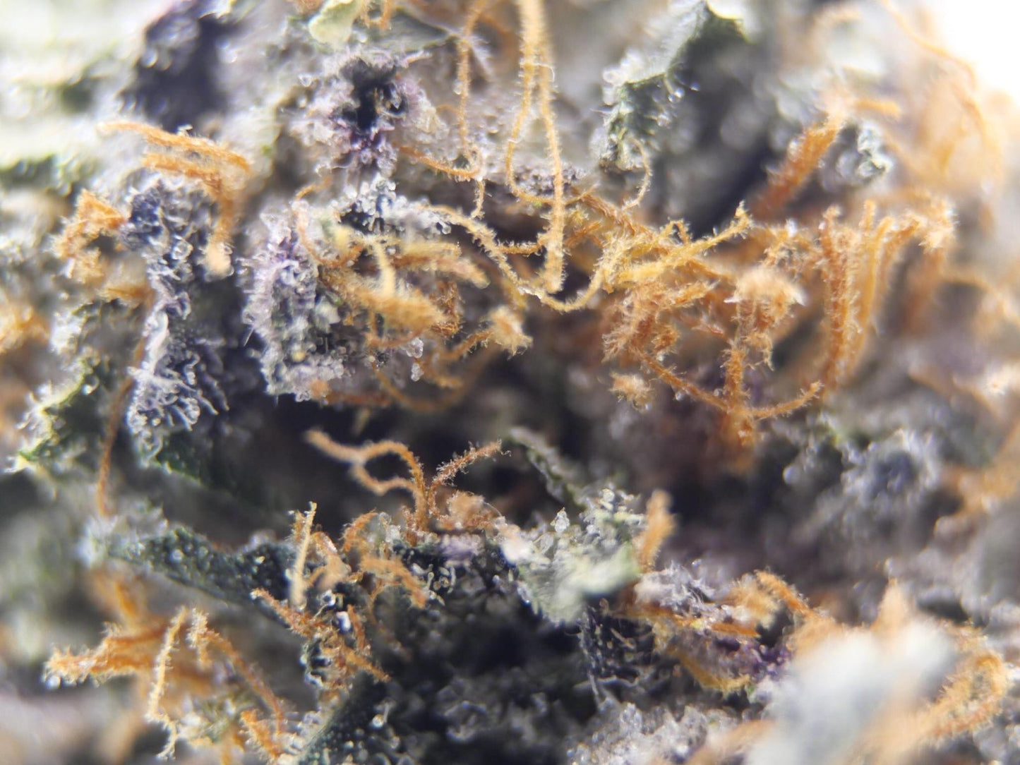 TOM FORD PINK KUSH