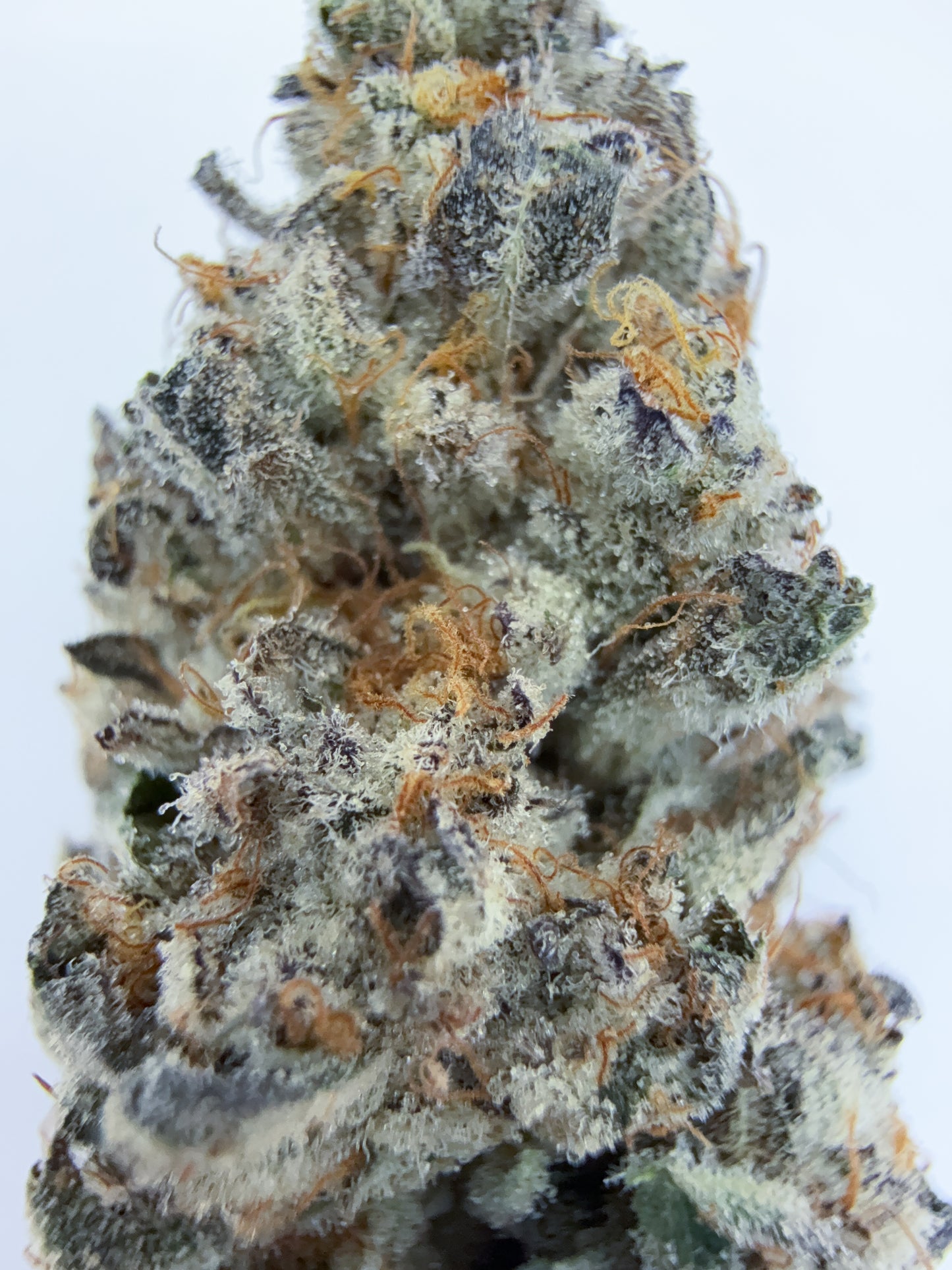 BLACK CHERRY GARLIC
