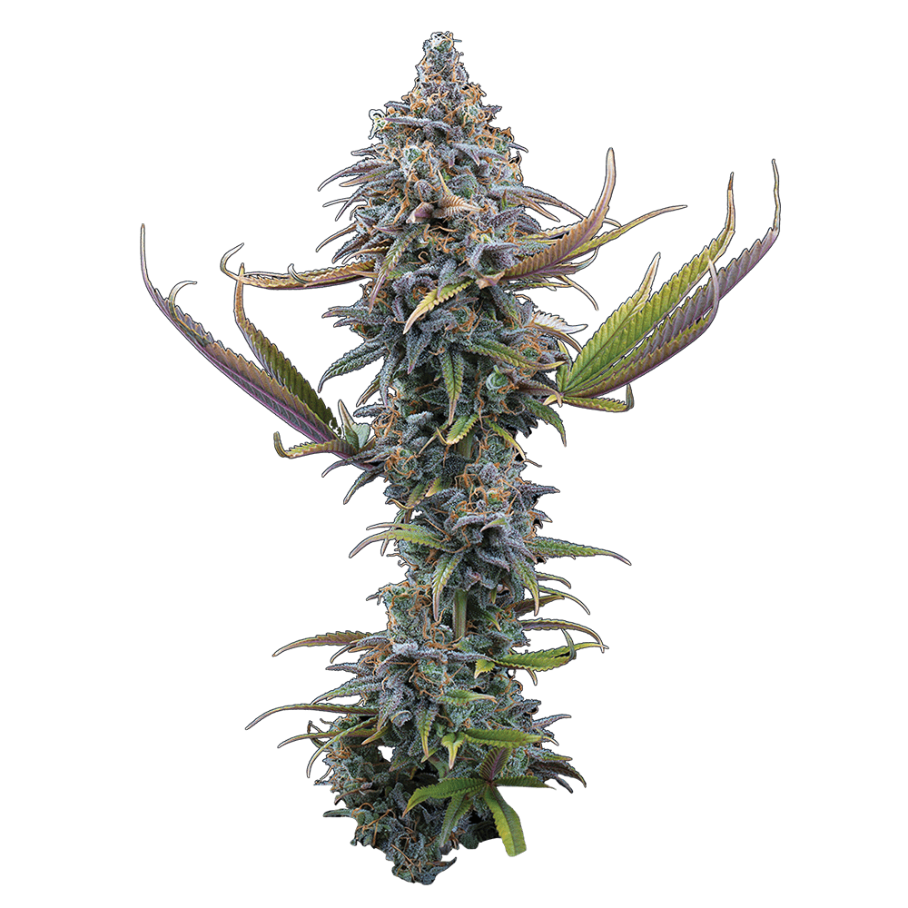 Apollo – Feminized Seeds 3 pack