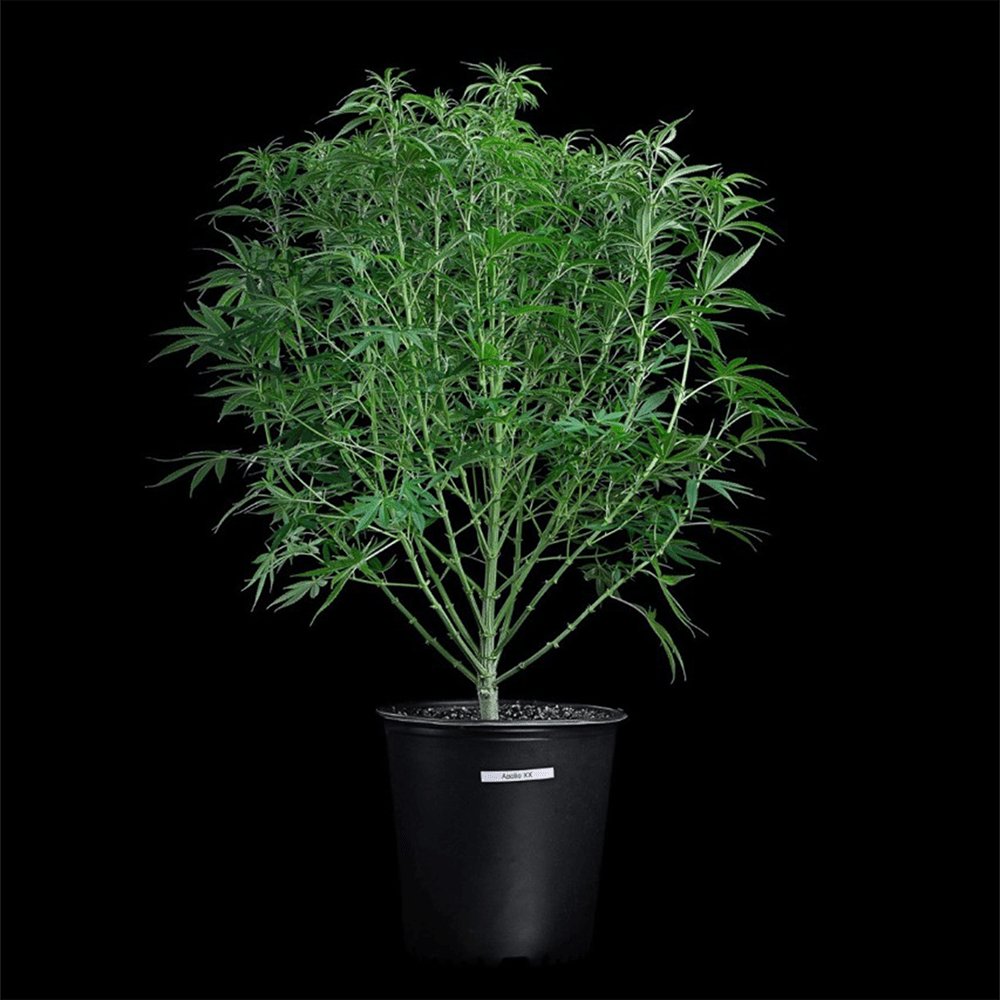 Apollo – Feminized Seeds 3 pack