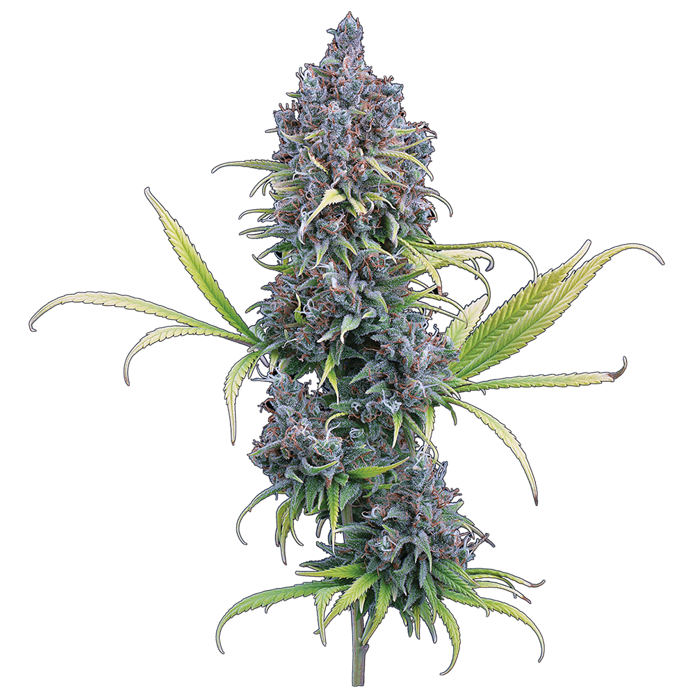 Durban Thai x C99 – Feminized Seeds 3 pack