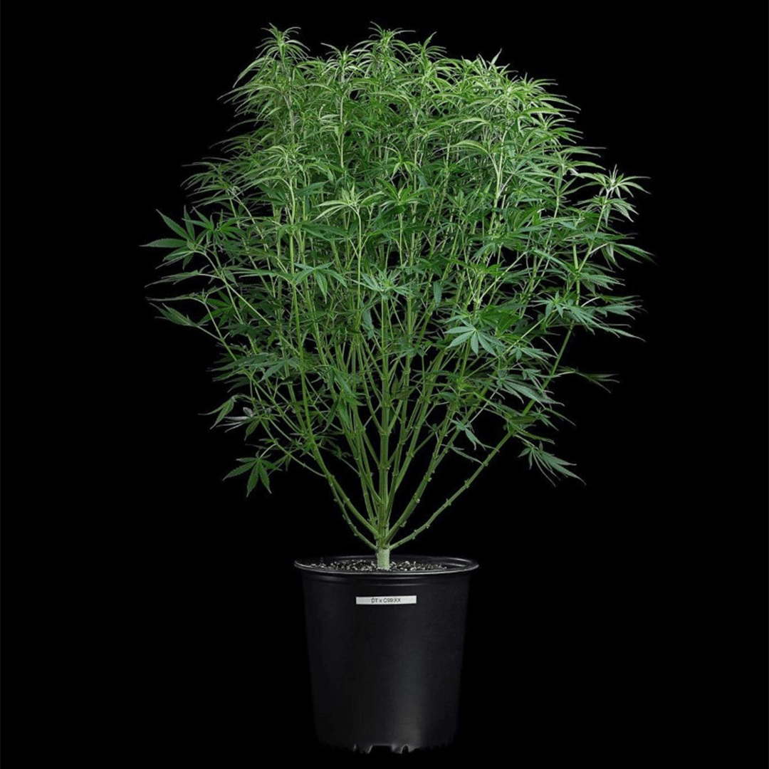 Durban Thai x C99 – Feminized Seeds 3 pack