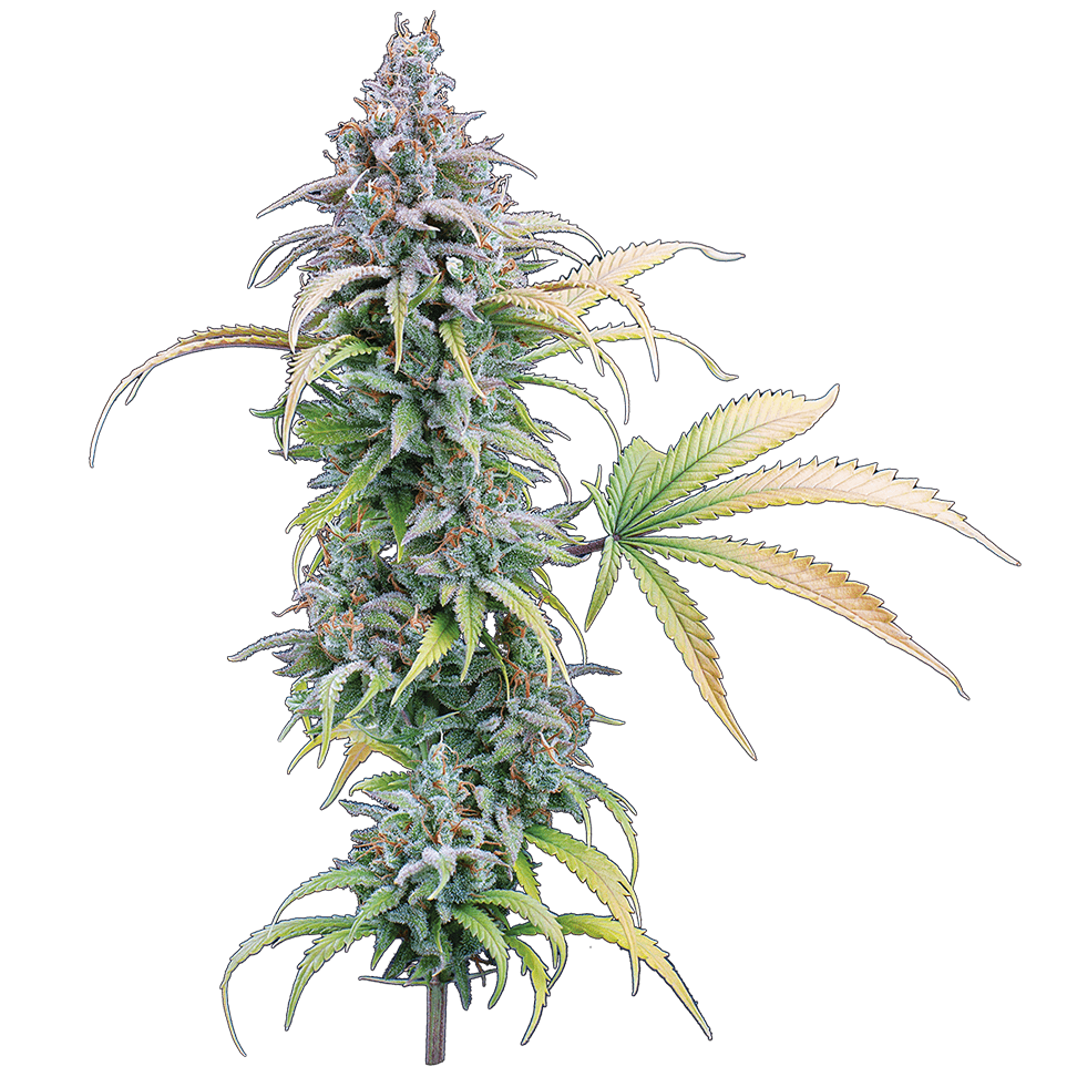Thai Herer 99 – Feminized Seeds 3 pack