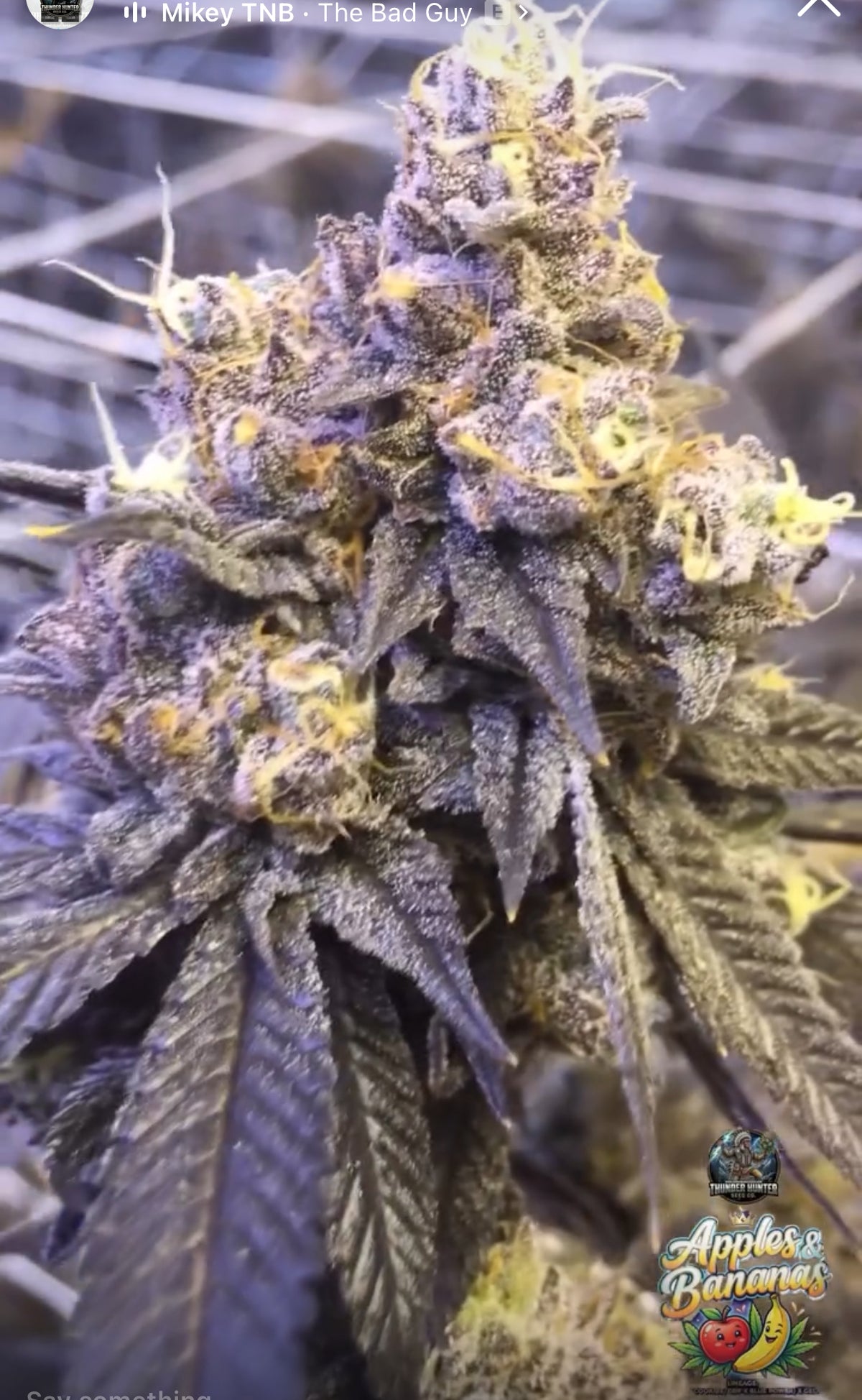 Apples 'n Bananas - Feminized seed pack fire sale 🔥