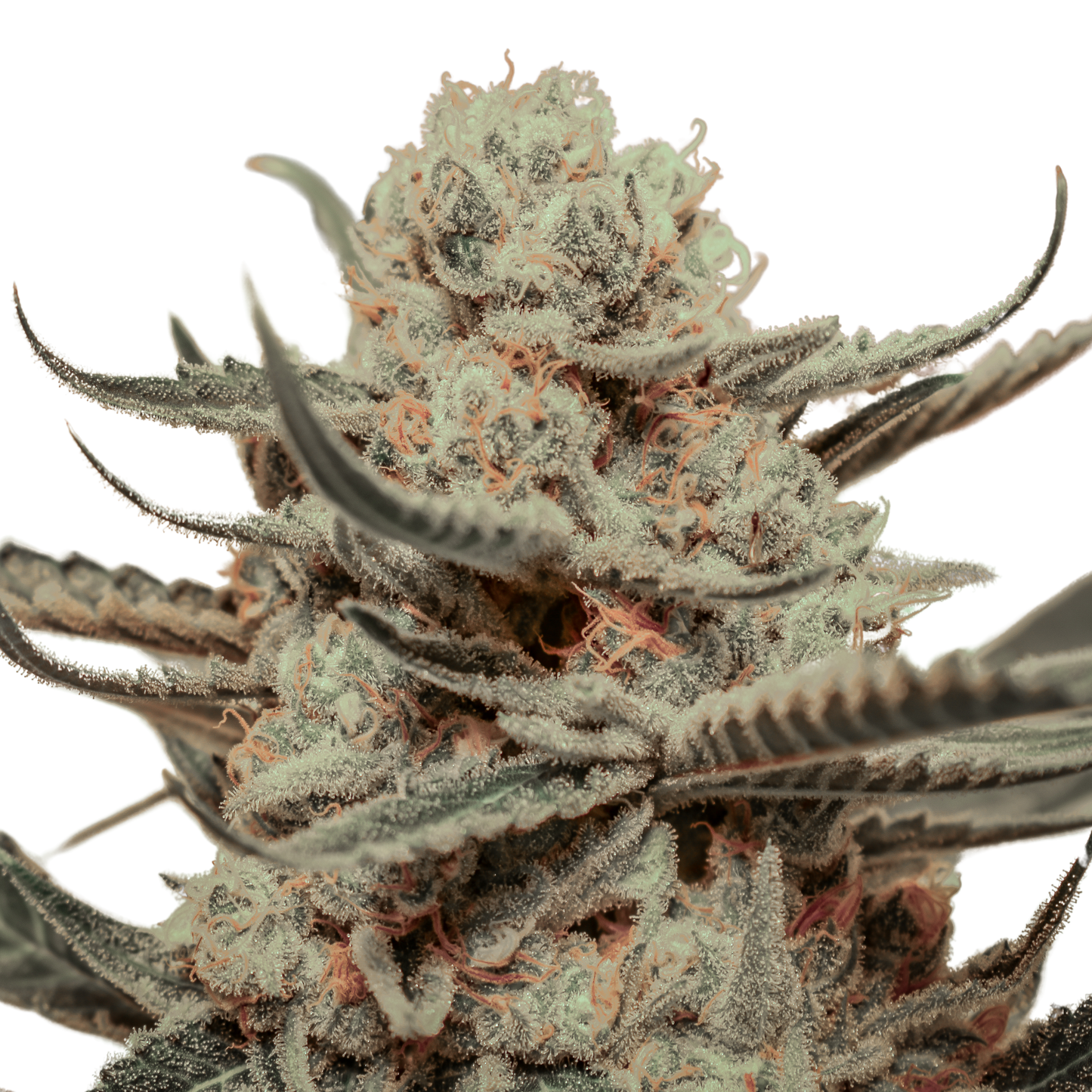 Killer Queen – Feminized Seeds 3 pack