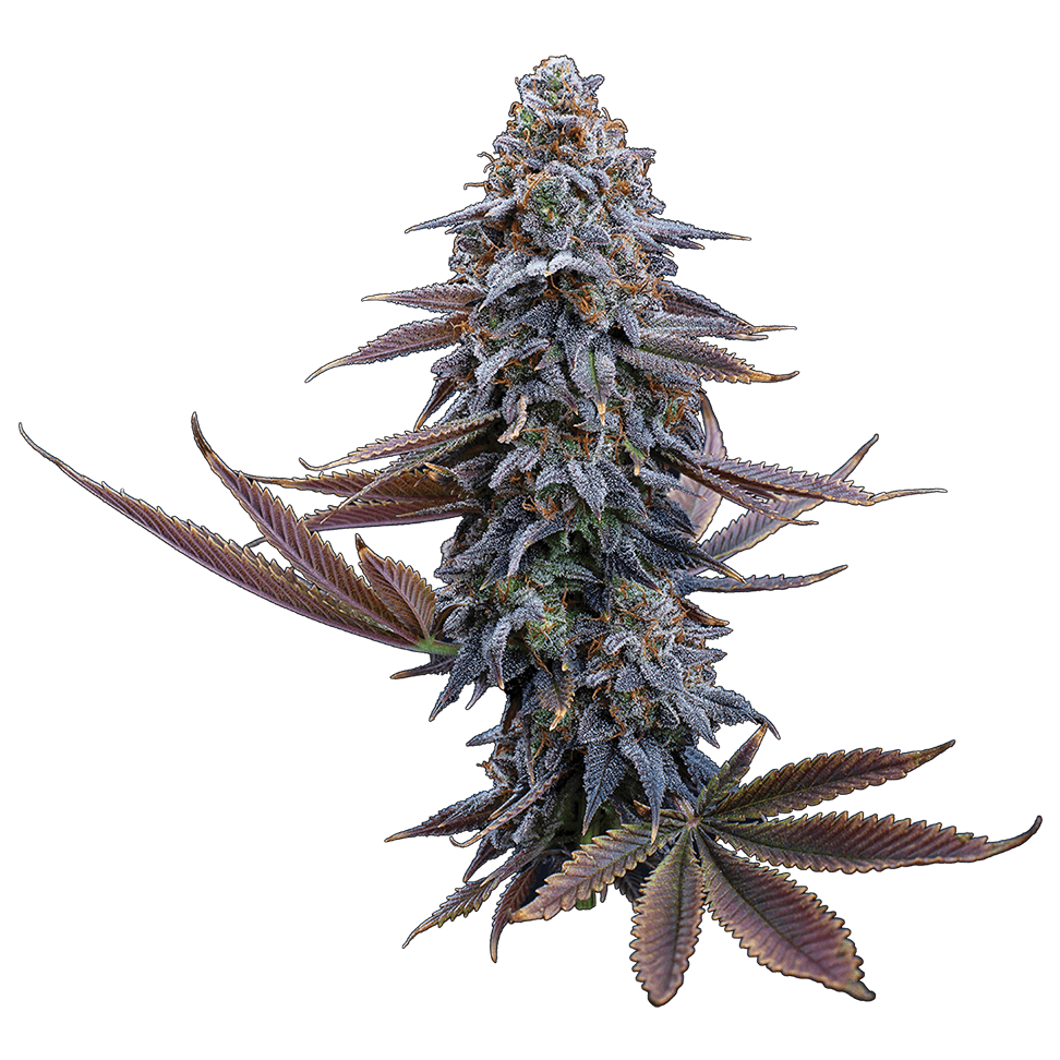 G13 Genius – Feminized Seeds 3 pack