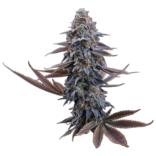 G13 Genius – Feminized Seeds 3 pack