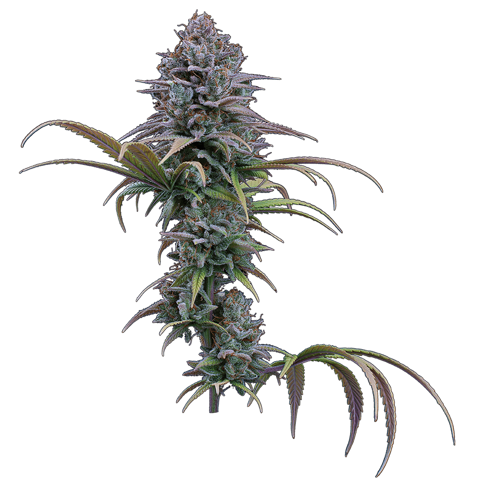 Grimm Glue – Feminized Seeds 3 pack