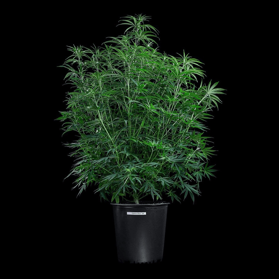 Grimm Glue – Feminized Seeds 3 pack