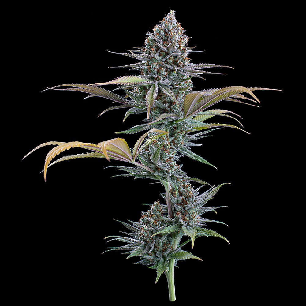 Headband 99 Feminized Seeds 9 pack