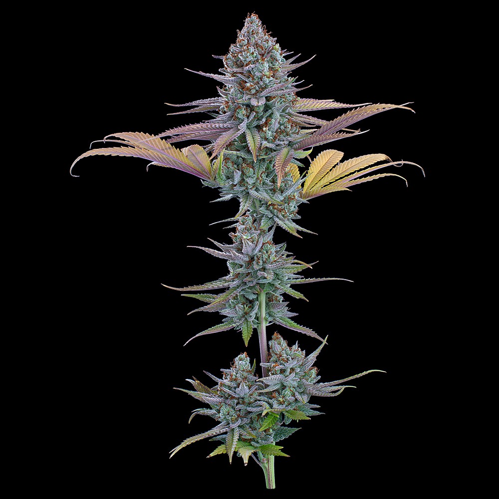 Headband 99 Feminized Seeds 9 pack