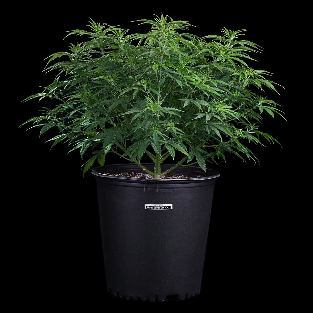 Headband 99 Feminized Seeds 9 pack