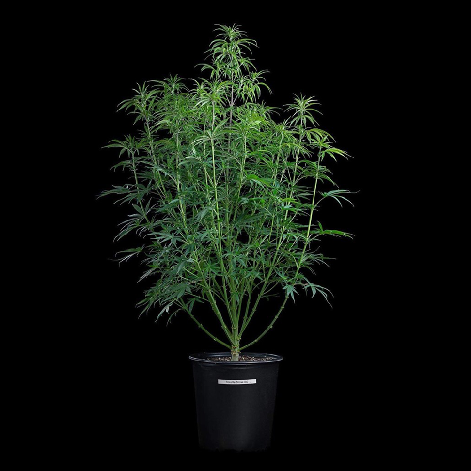 Rosetta Stone – Feminized Seeds 3 pack