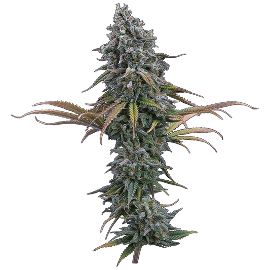 Space Queen – Feminized Seeds 3 pack