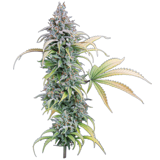 Thai Herer 99 – Feminized Seeds 15 pack