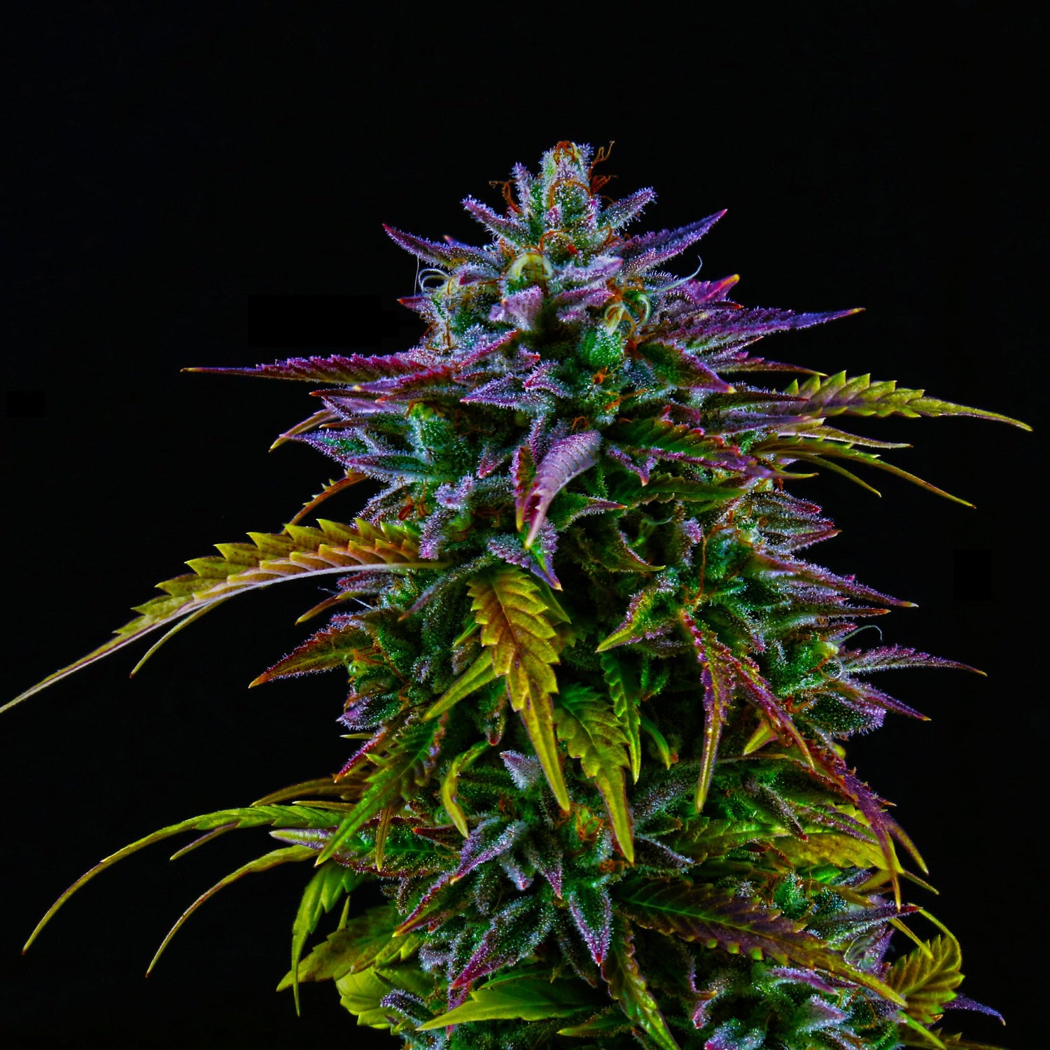 MICRO CRAFT CANNABIS