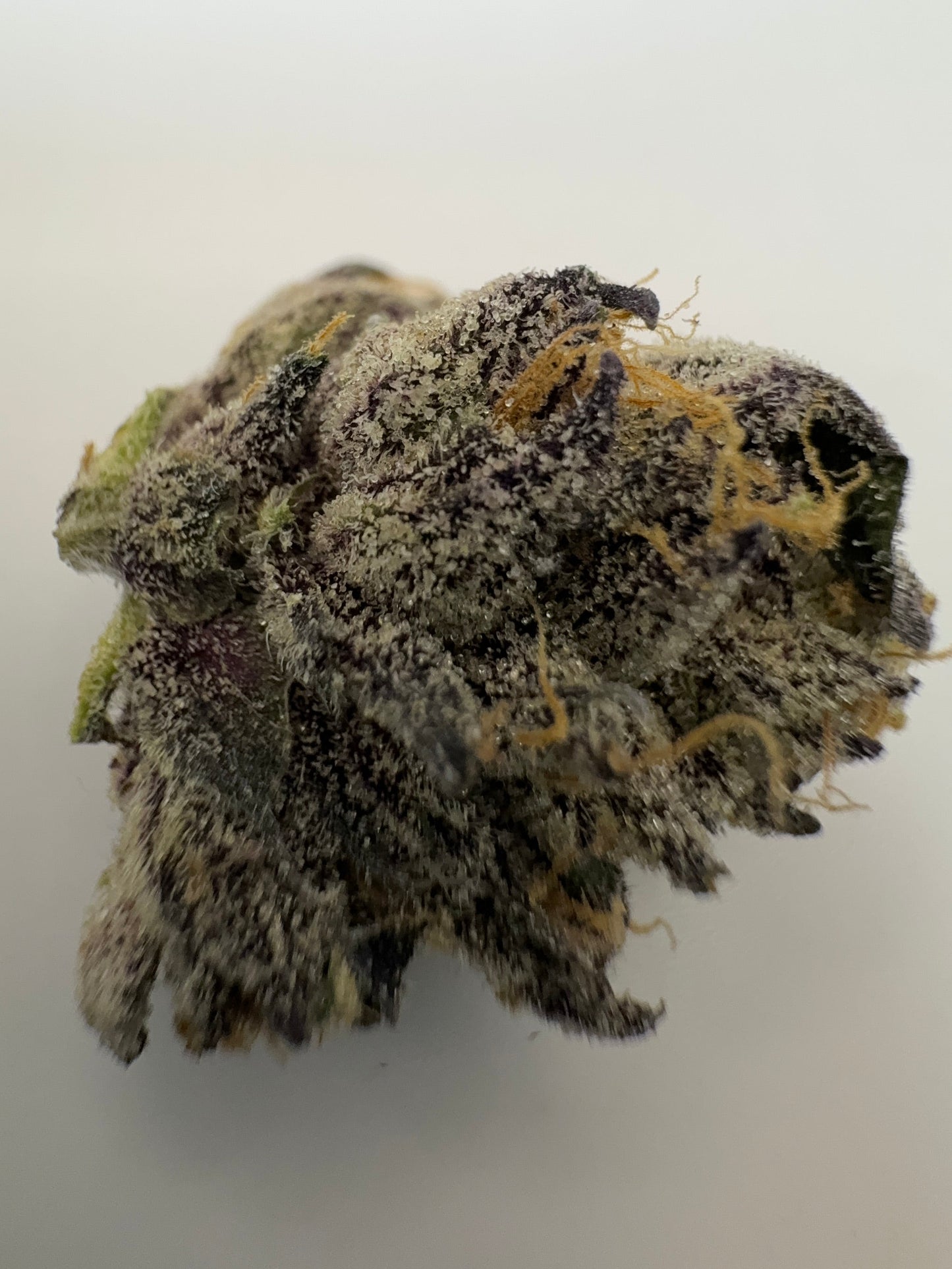 JET FUEL GELATO (SMALLS) - HYBRID