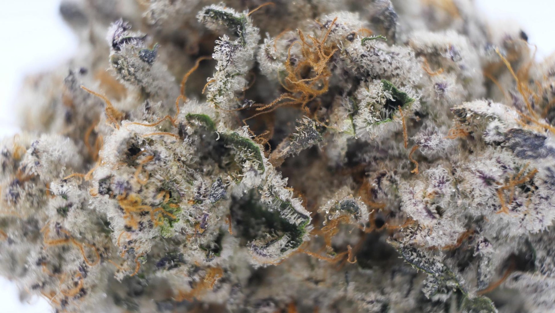 BLACK CHERRY GARLIC AAAA (craft cannabis)