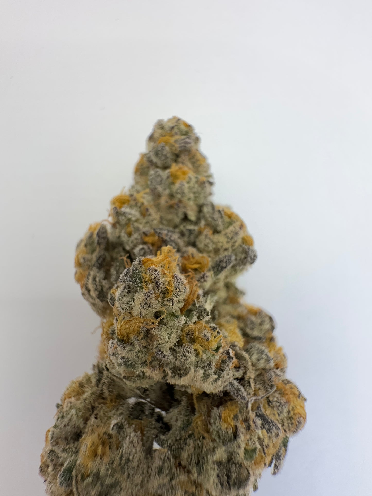 Redhotz Candy (Chestah the Cheetah x Slumper “119”) – Exotic Flower