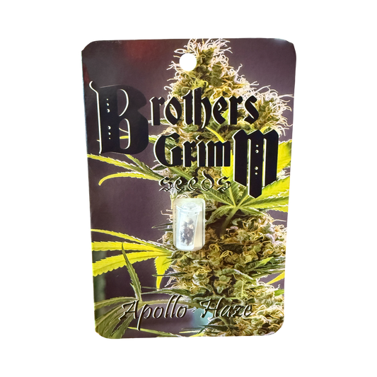 Apollo Haze 14 seed (vault pack) old school original