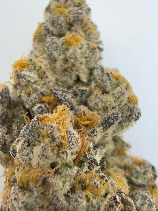 Redhotz Candy (Chestah the Cheetah x Slumper “119”) – Exotic Flower