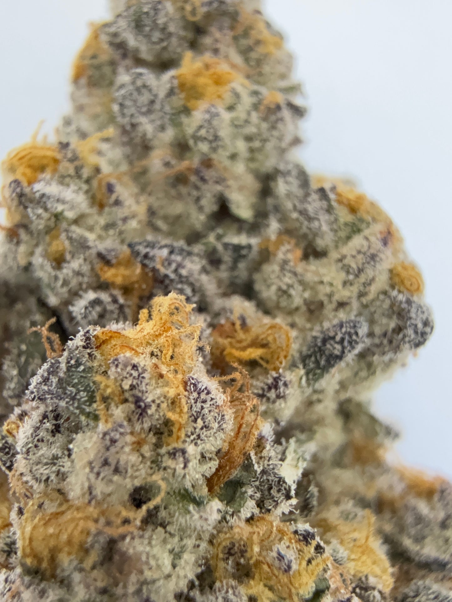 Redhotz Candy (Chestah the Cheetah x Slumper “119”) – Exotic Flower