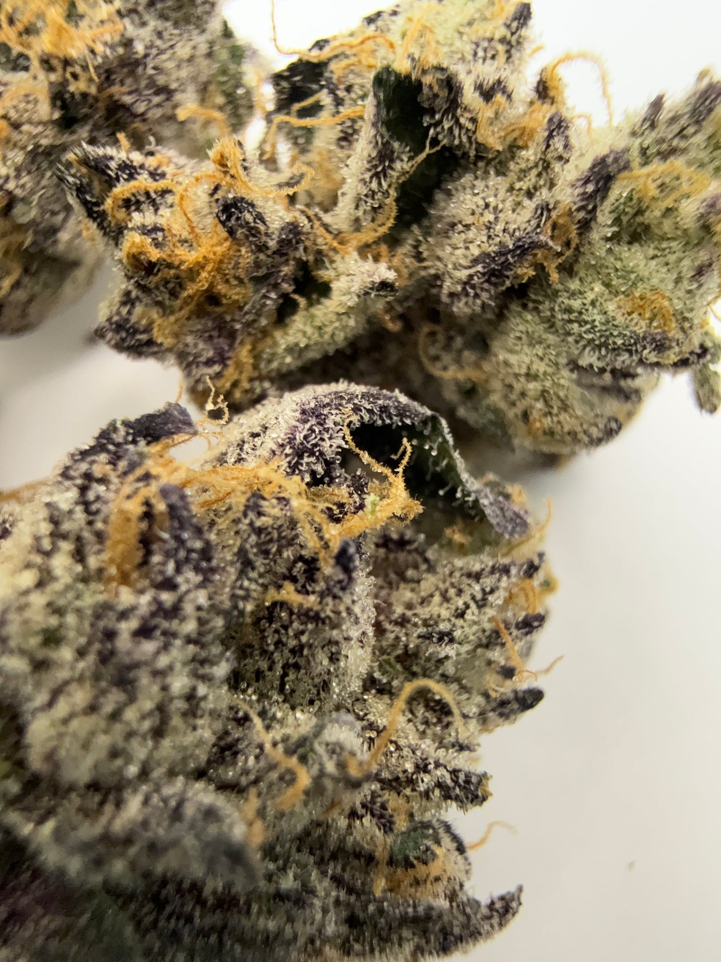 JET FUEL GELATO (SMALLS) - HYBRID