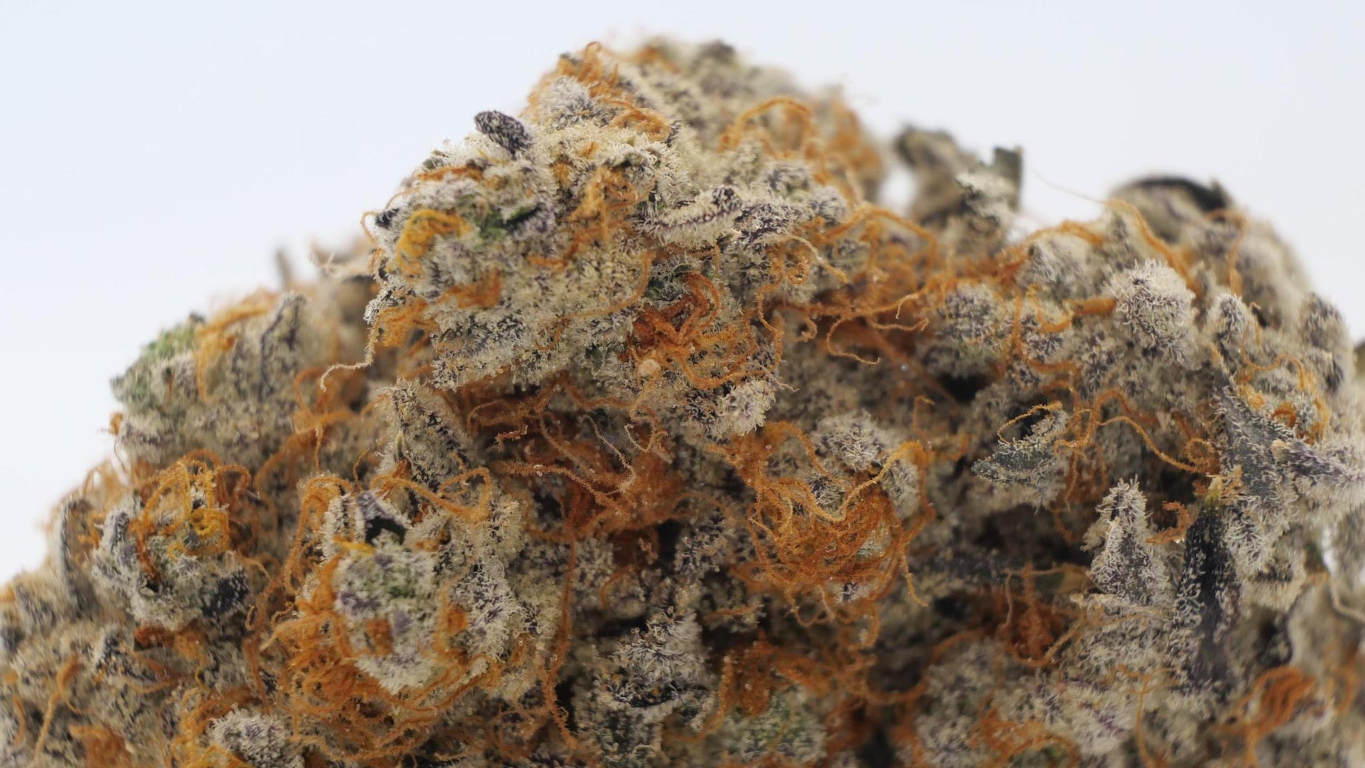 KUSH BREATH (craft cannabis) - Cannabud Canada