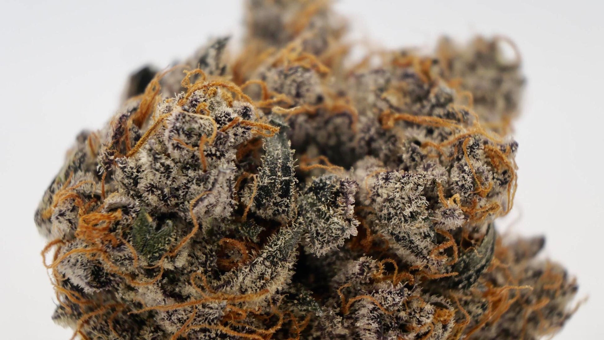 Zittlez Cake AAAA (craft cannabis)