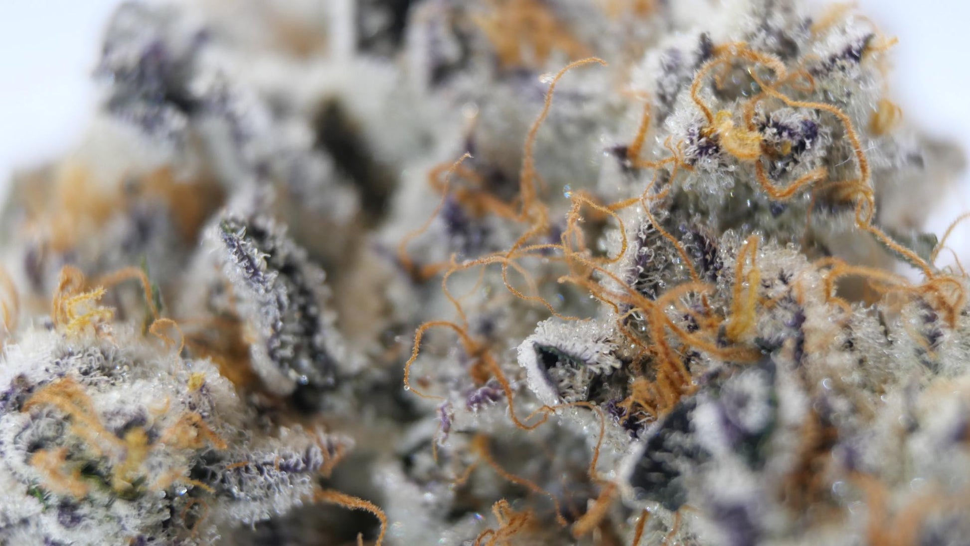 BLACK CHERRY GARLIC AAAA (craft cannabis)