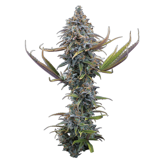 Apollo – Feminized Seeds 3 pack