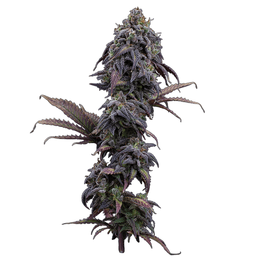 Princess Haze – Feminized Seeds 3 pack