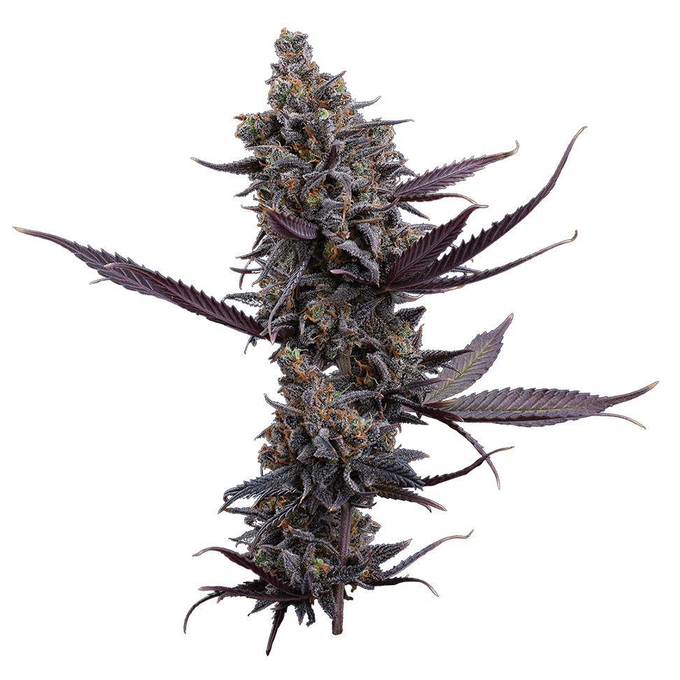 Cinderella Pineapple – Feminized Seeds 3 pack