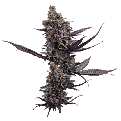 Cinderella Pineapple – Feminized Seeds 3 pack