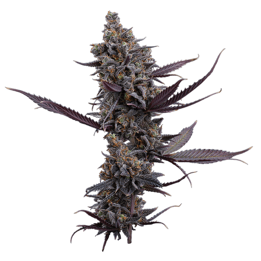 Cinderella Pineapple – Feminized Seeds 3 pack