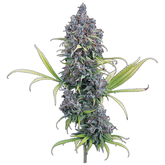 Durban Thai x C99 – Feminized Seeds 3 pack