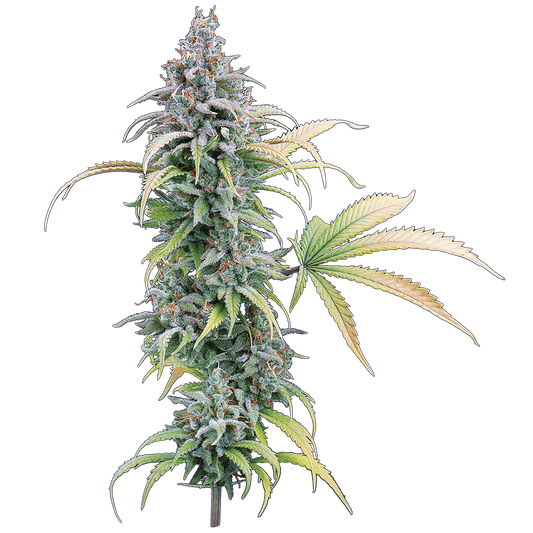 Thai Herer 99 – Feminized Seeds 3 pack