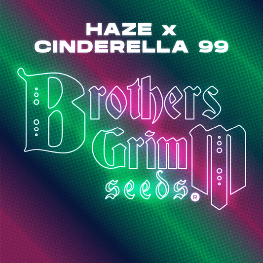 Haze x Cinderella 99 Feminized Seeds (9 Seed Pack)