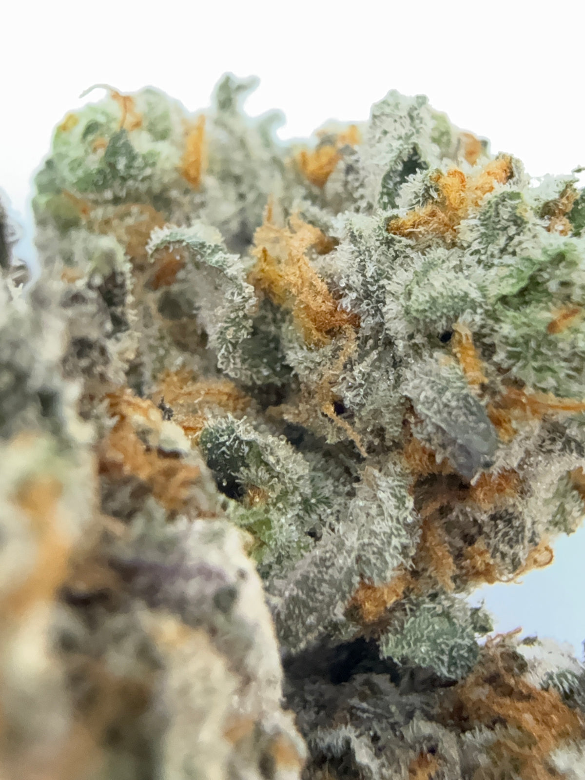 SLURRICANE (SMALLS)