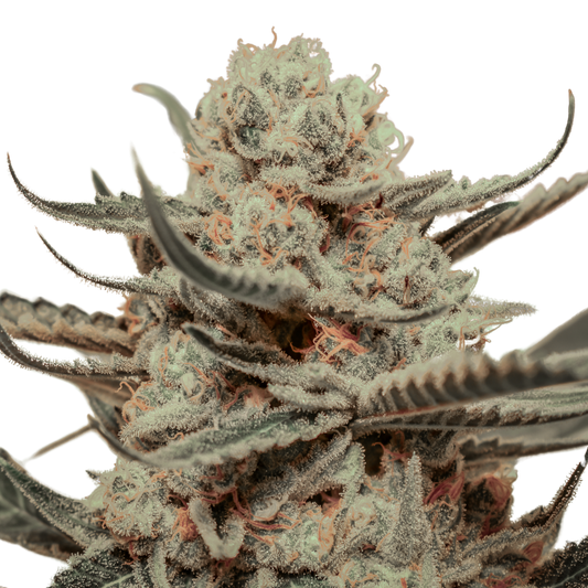 Killer Queen – Feminized Seeds 3 pack