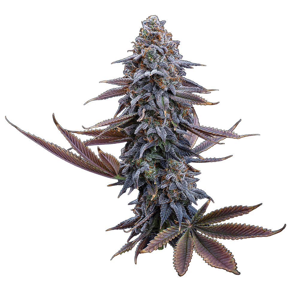 g13 genius brothers grimm seeds cannabud canada shop online