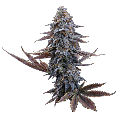 g13 genius brothers grimm seeds cannabud canada shop online