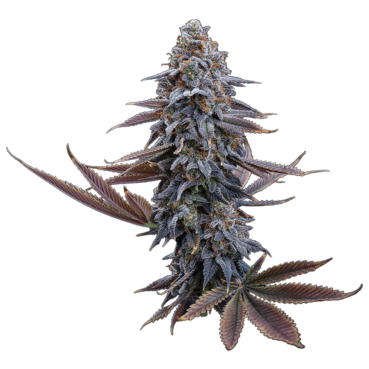 g13 genius brothers grimm seeds cannabud canada shop online