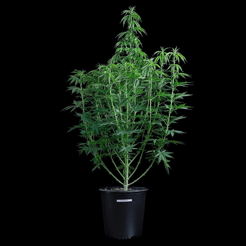 g13 genius brothers grimm seeds cannabud canada shop online