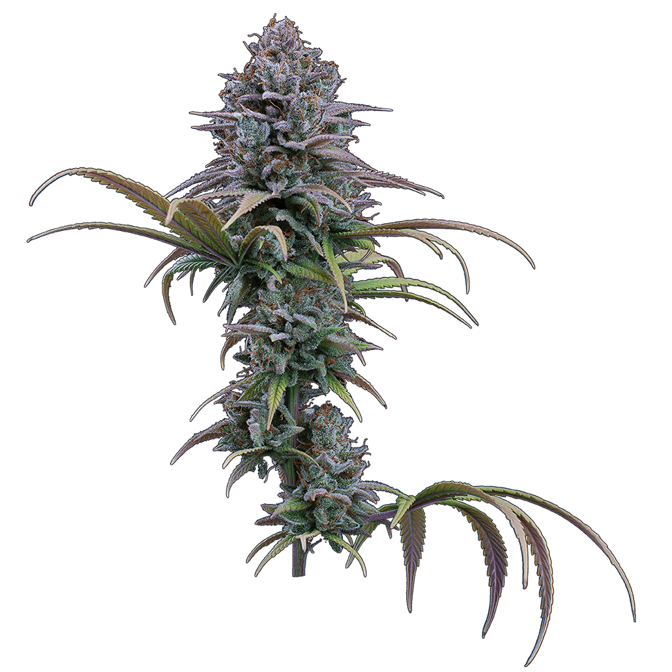 cinderella grimm glue brothers grimm seeds cannabud canada