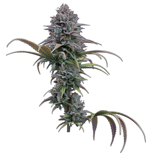 cinderella grimm glue brothers grimm seeds cannabud canada