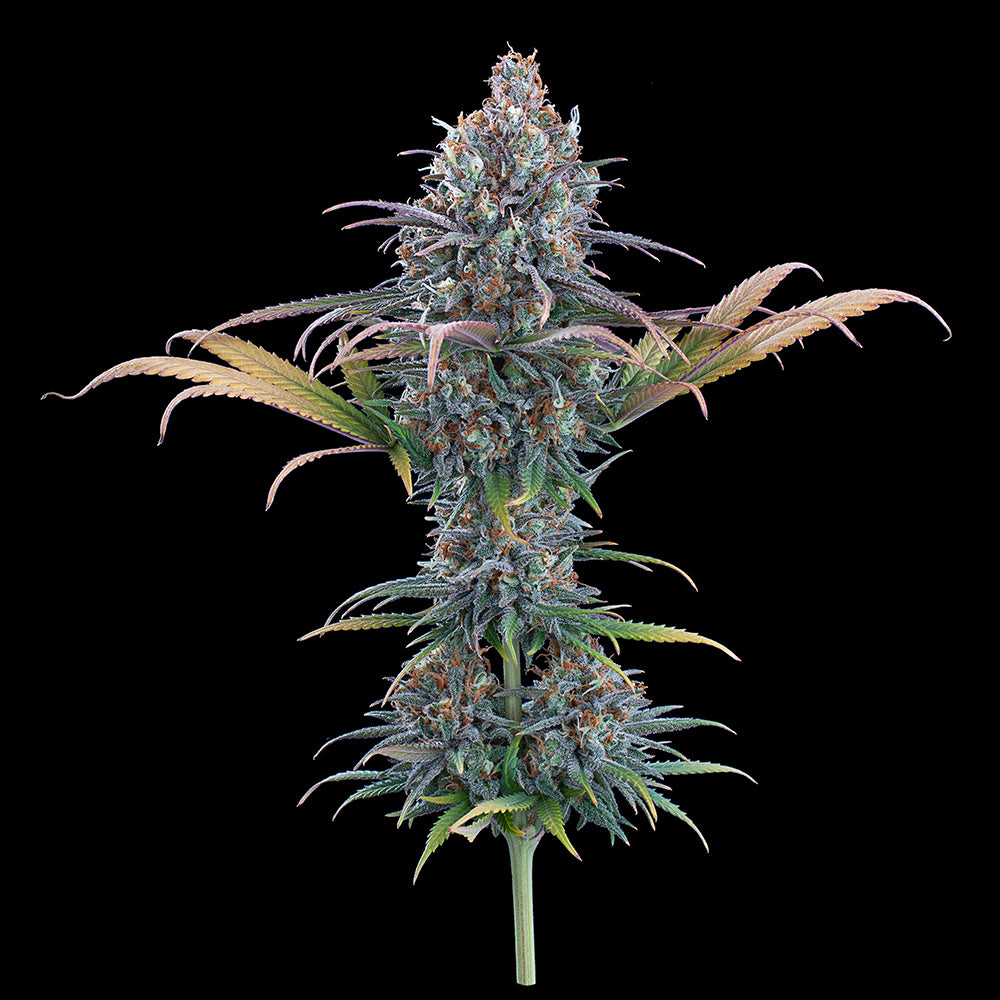 null - Cinderella Purple Feminized Seeds 9 pack - HEALTH AND WELLNESS