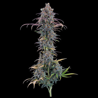 null - Cinderella Purple Feminized Seeds 9 pack - HEALTH AND WELLNESS