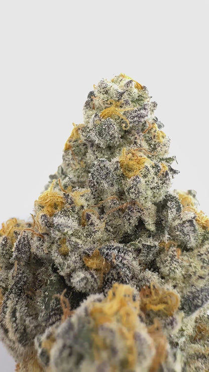 Redhotz Candy (Chestah the Cheetah x Slumper “119”) – Exotic Flower