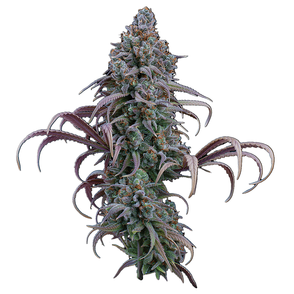 Rosetta stone jack herer cinderella 99 brothers grimm seeds cannabud canada for sale online